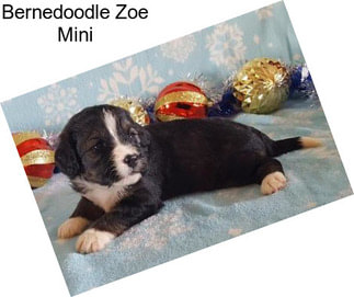 Bernedoodle Zoe Mini