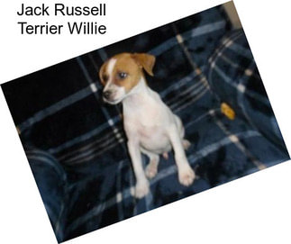 Jack Russell Terrier Willie