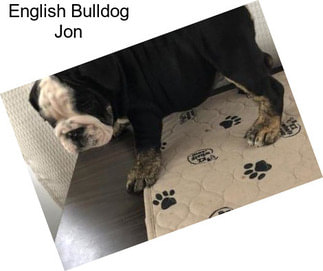 English Bulldog Jon