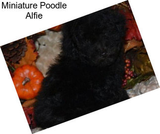 Miniature Poodle Alfie