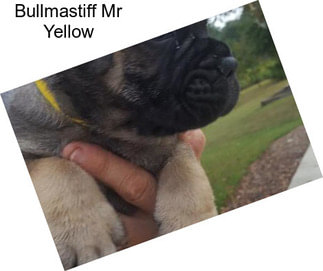 Bullmastiff Mr Yellow