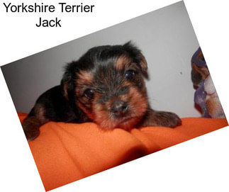 Yorkshire Terrier Jack