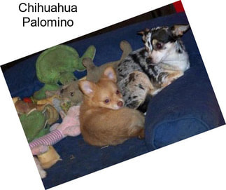 Chihuahua Palomino