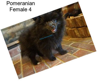 Pomeranian Female 4