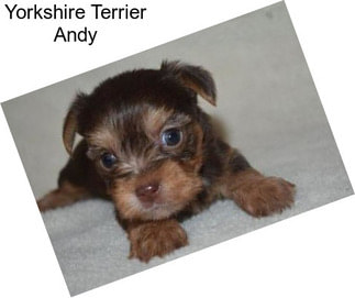 Yorkshire Terrier Andy