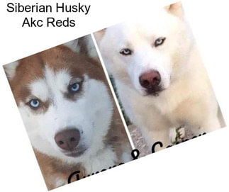 Siberian Husky Akc Reds