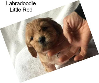 Labradoodle Little Red