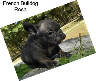 French Bulldog Rosa