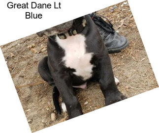 Great Dane Lt Blue