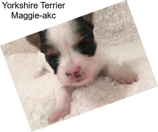 Yorkshire Terrier Maggie-akc