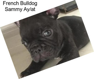 French Bulldog Sammy Ay/at