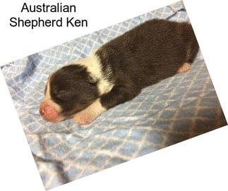 Australian Shepherd Ken