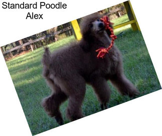 Standard Poodle Alex