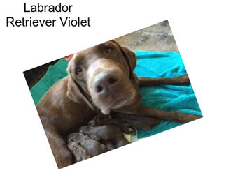 Labrador Retriever Violet