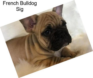 French Bulldog Sig