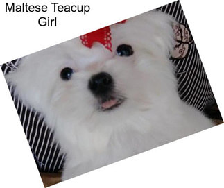Maltese Teacup Girl