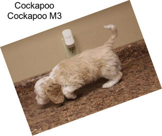 Cockapoo Cockapoo M3