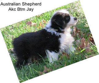 Australian Shepherd Akc Btm Jay