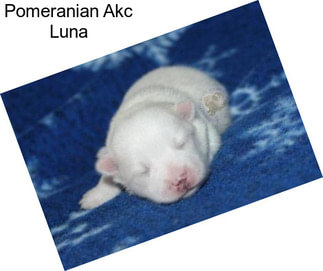 Pomeranian Akc Luna