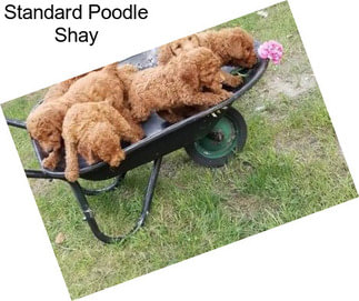 Standard Poodle Shay