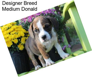 Designer Breed Medium Donald