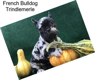 French Bulldog Trindlemerle