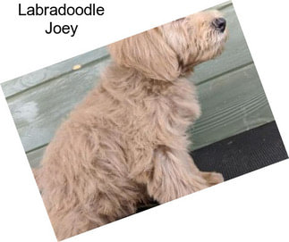 Labradoodle Joey