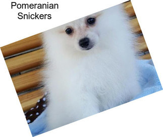 Pomeranian Snickers