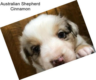 Australian Shepherd Cinnamon