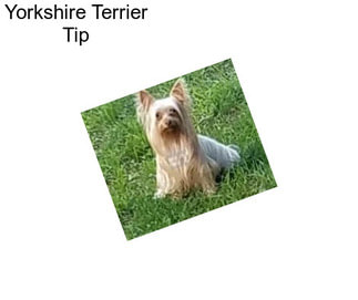 Yorkshire Terrier Tip