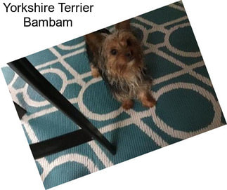 Yorkshire Terrier Bambam