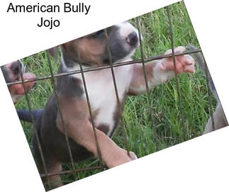 American Bully Jojo