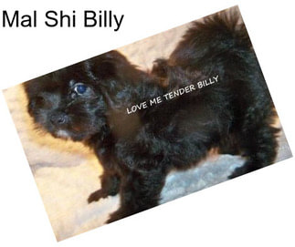 Mal Shi Billy