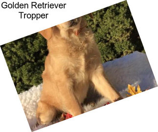 Golden Retriever Tropper