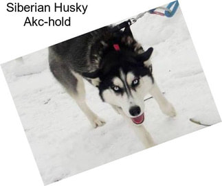 Siberian Husky Akc-hold