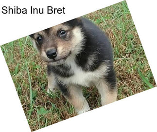 Shiba Inu Bret