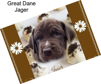 Great Dane Jager