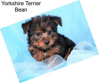 Yorkshire Terrier Bean