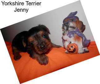Yorkshire Terrier Jenny