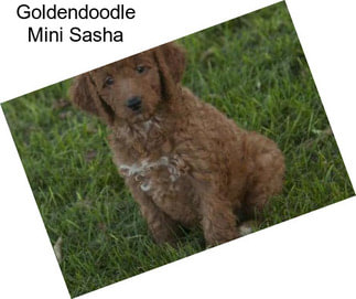 Goldendoodle Mini Sasha
