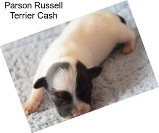 Parson Russell Terrier Cash