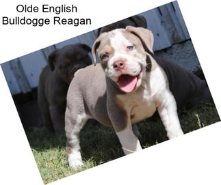 Olde English Bulldogge Reagan