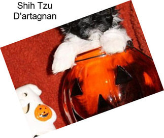 Shih Tzu D\'artagnan