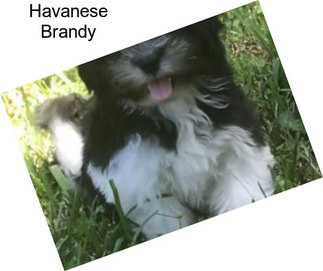 Havanese Brandy