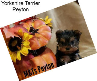 Yorkshire Terrier Peyton