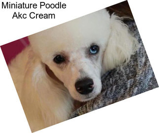 Miniature Poodle Akc Cream