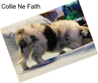 Collie Ne Faith