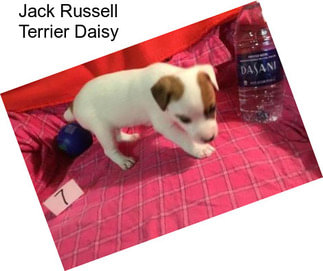Jack Russell Terrier Daisy