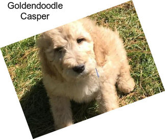 Goldendoodle Casper