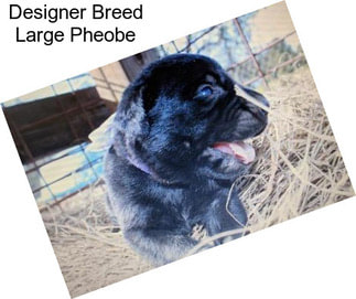 Designer Breed Large Pheobe